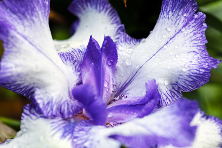 Blooming iris flower in spring time, on natural dark backgroundの写真素材