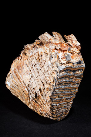 mammoth tooth mineral on the black backgroundの写真素材