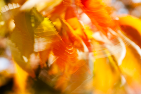 Yellow and red leaves on the wind, blurred 100%の写真素材