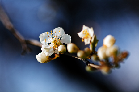 cherry blossom on the violet blue backgroung, note shallow depth of fieldの写真素材