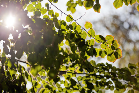 Early autumn in the park with view on colorful tree leaves, day time; note shallow depth of field