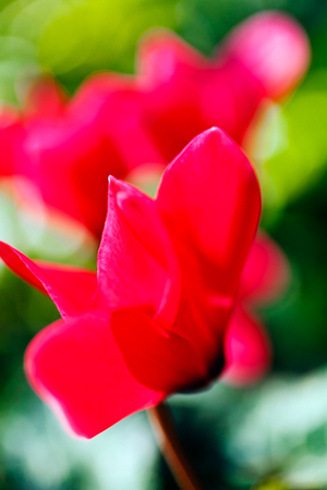 Red cyclamen flower closeup; note shallow depth of fieldの写真素材