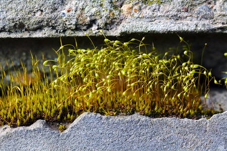 Moss sprouts on the rock closeupの写真素材