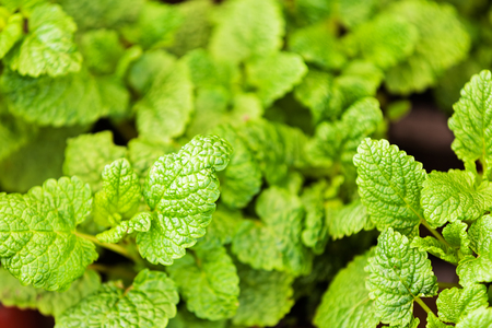 Detail of green plants at flower and garden showの写真素材
