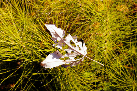 introduced a list on pine twig, notr shallow depth of field