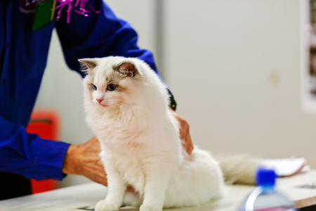 Close up of pure breed cat at pet showの写真素材