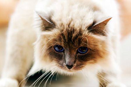 Close up of pure breed cat at pet showの写真素材