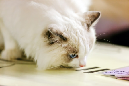 Close up of pure breed cat at pet showの写真素材