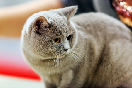 Close up of pure breed cat at pet showの写真素材