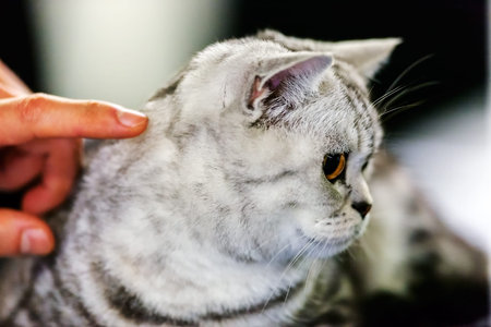 Close up of pure breed cat at pet show