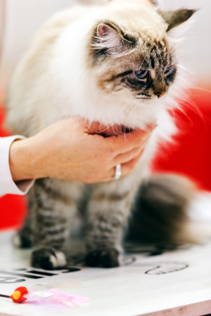 Close up of pure breed cat at pet showの写真素材