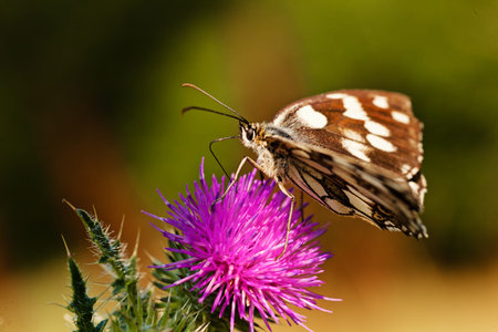 Limenitis camilla butterfly on flower with spread wings, note shallow dept of fieldの写真素材