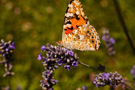 largel ginger butterfly on flower with coupled wings, note shallow dept of field