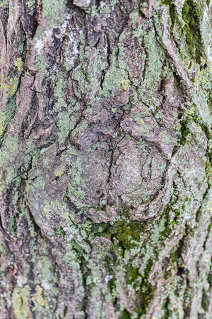 Close up of tree bark structure with the moss in autumn