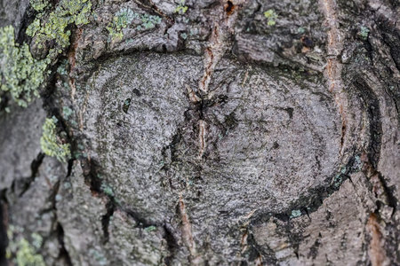 Close up of old tree bark texture in the forest, highly detailedの写真素材