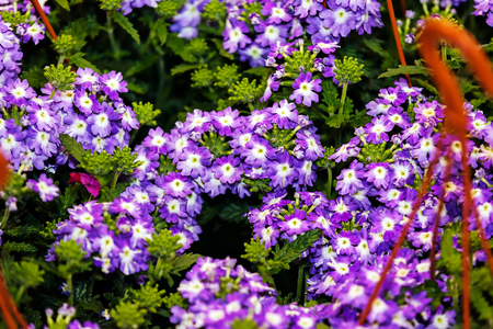 Detail of colorful flowers at flower and garden showの写真素材