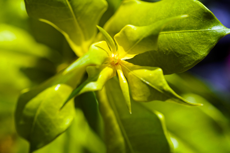 focus on green leaves in nature, note shallow depth of fieldの写真素材
