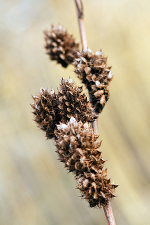 a variety of plants in the field in autumn, note shallow depth of fieldの写真素材