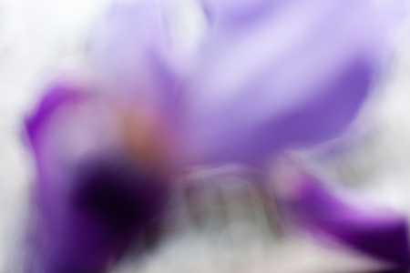 abstraction purple iris on the bright background, for blurred backgroundの写真素材
