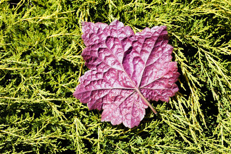 pink leaf on a branch of a foreign