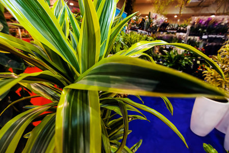 Detail of green plants at flower and garden showの写真素材