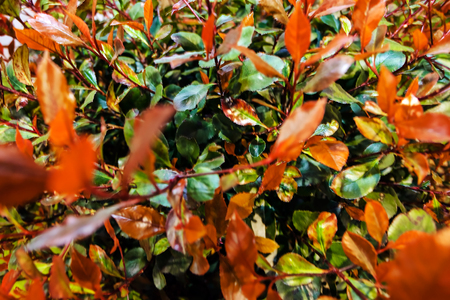 Detail of colorful flowers at flower and garden showの写真素材