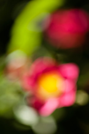 abstract pink flower in the field, for blurred backgroundの写真素材