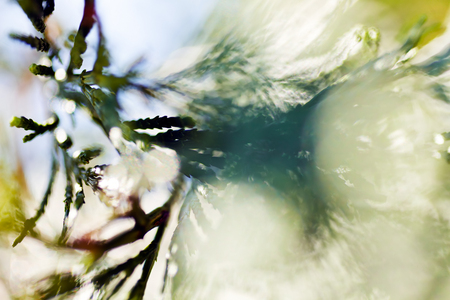 Abstract image of thuja leafs; blurred 100%の写真素材