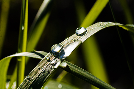 Grass stalk after rain on natural background; note shallow depth of fieldの写真素材