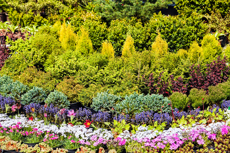Detail of colorful flowers at flower and garden showの写真素材