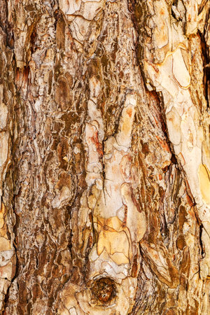 interesting coarse tree bark in nature, note shallow depth of field