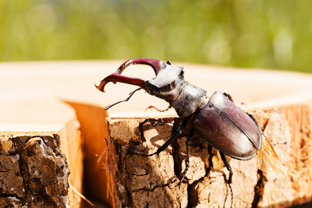 stag beetle on the stump, note shallow dept of fieldの写真素材