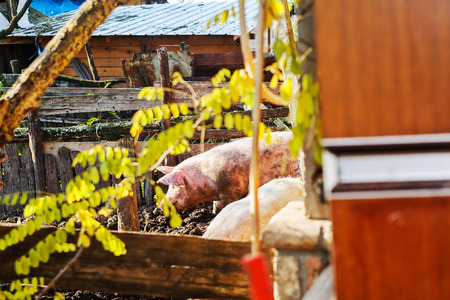 pigs in their environment, note shallow depth of fieldの写真素材