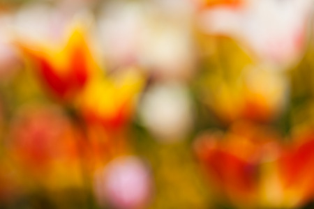 abstraction brightness of flowers of bright colors, for blurred backgroundの写真素材