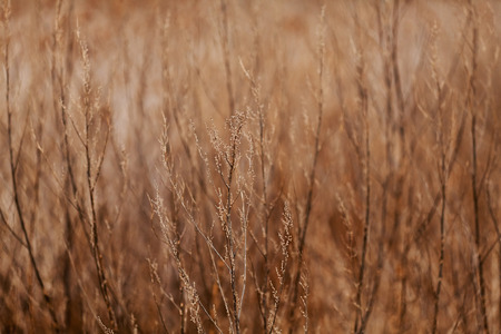 grass in autumn or spring, note shallow depth of fieldの写真素材