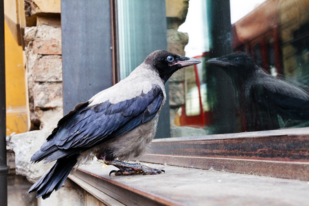 Small young crow sitting on the window looking through the windowの写真素材