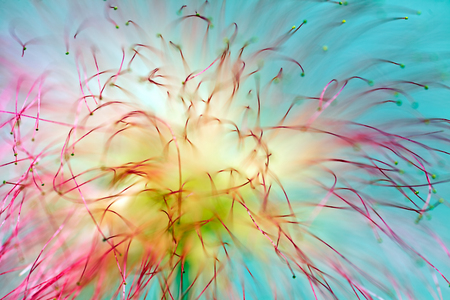 bloom pink flower of decorative tree albizia on the blue background, note shallow depth of fieldの写真素材
