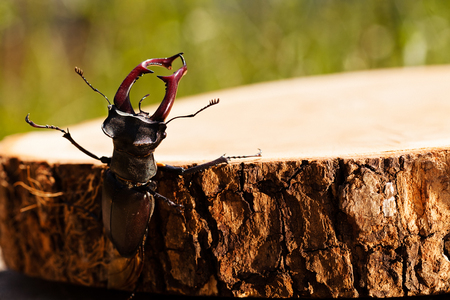 stag beetle on the stump, note shallow dept of fieldの写真素材
