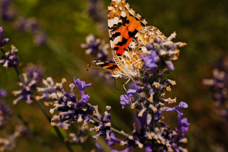 largel ginger butterfly on flower with spread wings, note shallow dept of fieldの写真素材