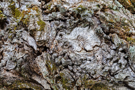 Close up of tree bark structure with the moss in autumn