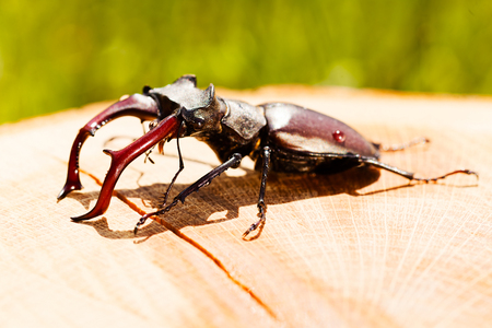 Stag beetle on the small logの写真素材