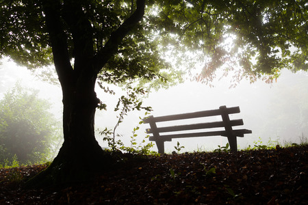 empty wooden bench with big old tree next to itの写真素材