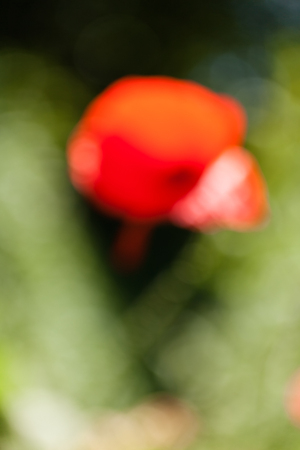 abstraction red poppy floweron the green background, for blurred backgroundの写真素材