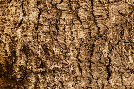 Close up of old tree bark texture in the forest, highly detailed
