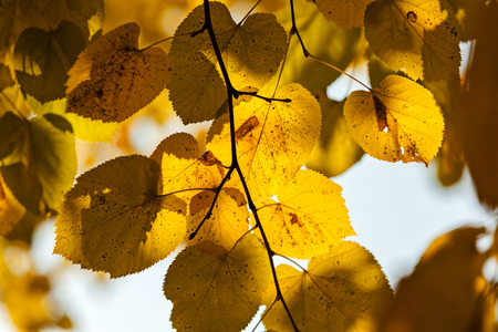 the beautiful colors of autumn leaves on a branch,note shallow depth of fieldの写真素材