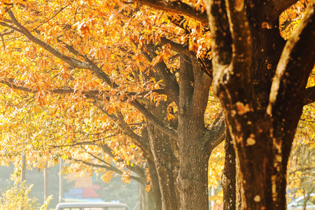 avenue of trees in the park  in autumn, note shallow depth of field