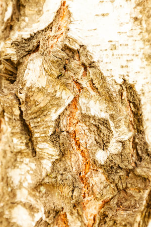 Close up of old tree bark texture in the forest, highly detailed