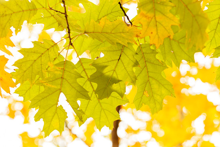 Early autumn in the park with view on colorful tree leaves, day time; note shallow depth of fieldの写真素材