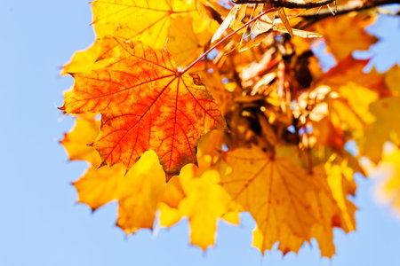yellow autumnal leaves on the sunny day with blue sky on the background, note shallow depth of field