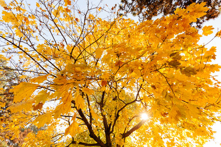 focus on the yellow tree crown in the fall on a sunny day, note shallow depth of field